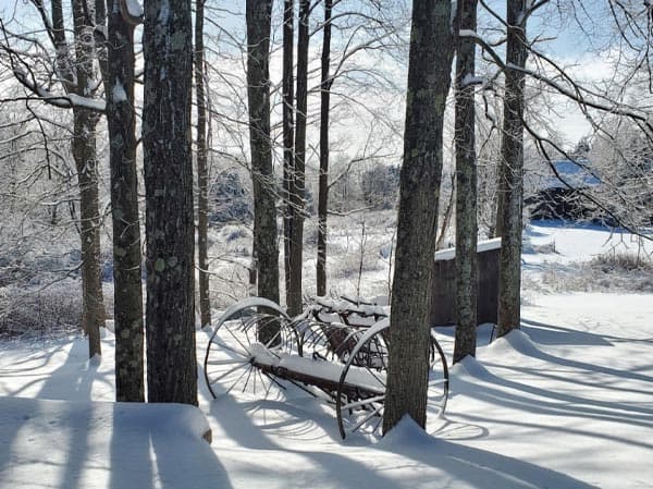 Winter Maple Trees