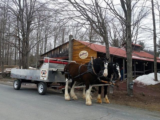 Clydesdale Maple Syrup Collection